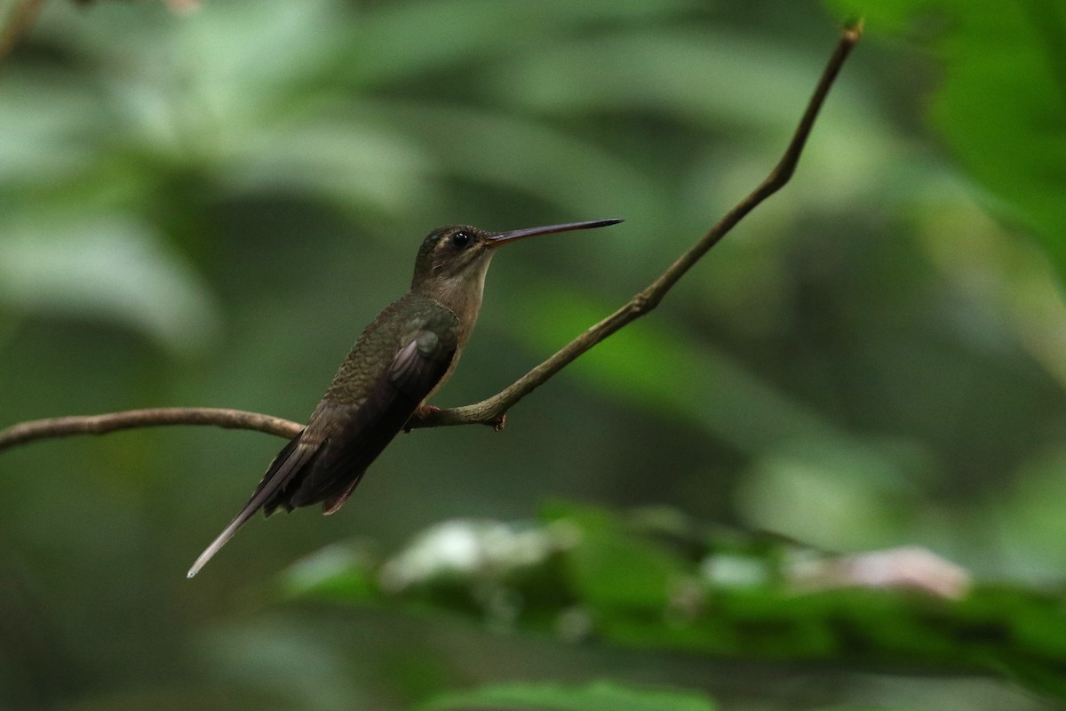 kolibřík šídlozobý - ML151156501