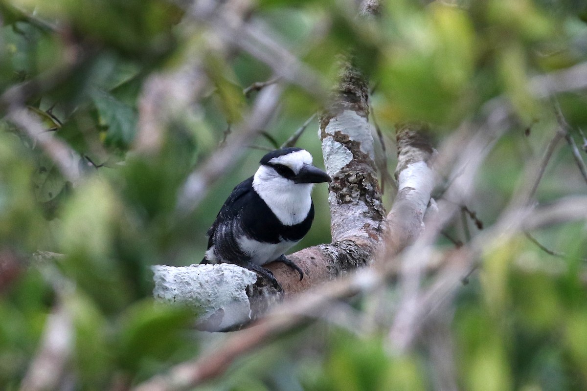 Weißnacken-Faulvogel - ML151156651