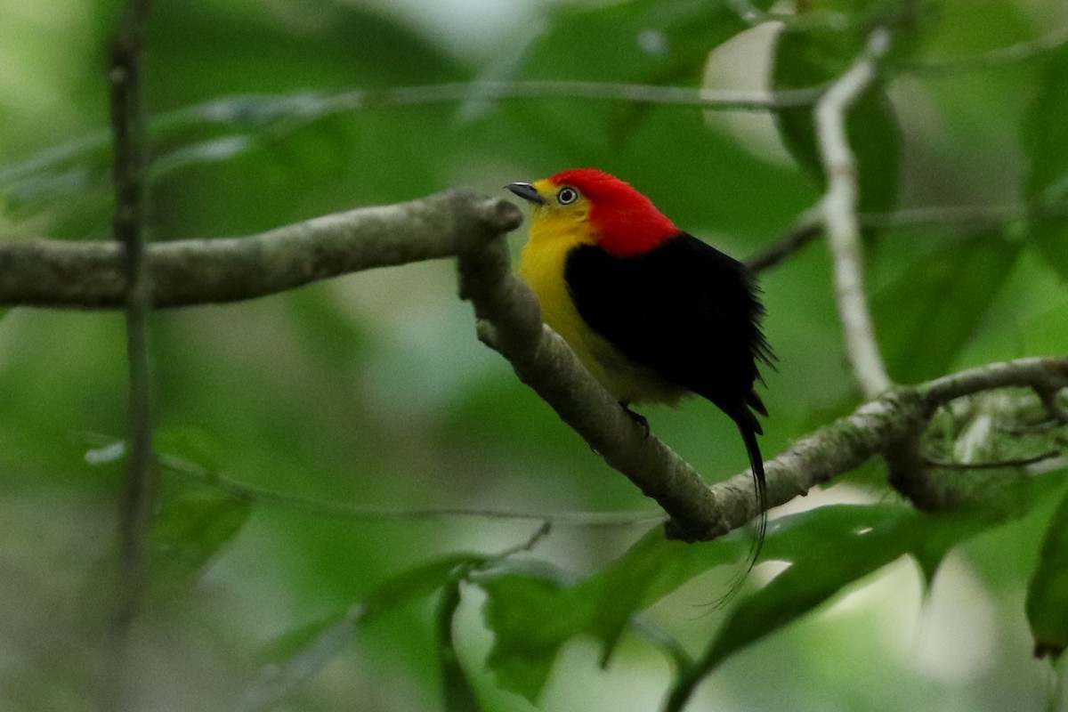 Wire-tailed Manakin - ML151156771