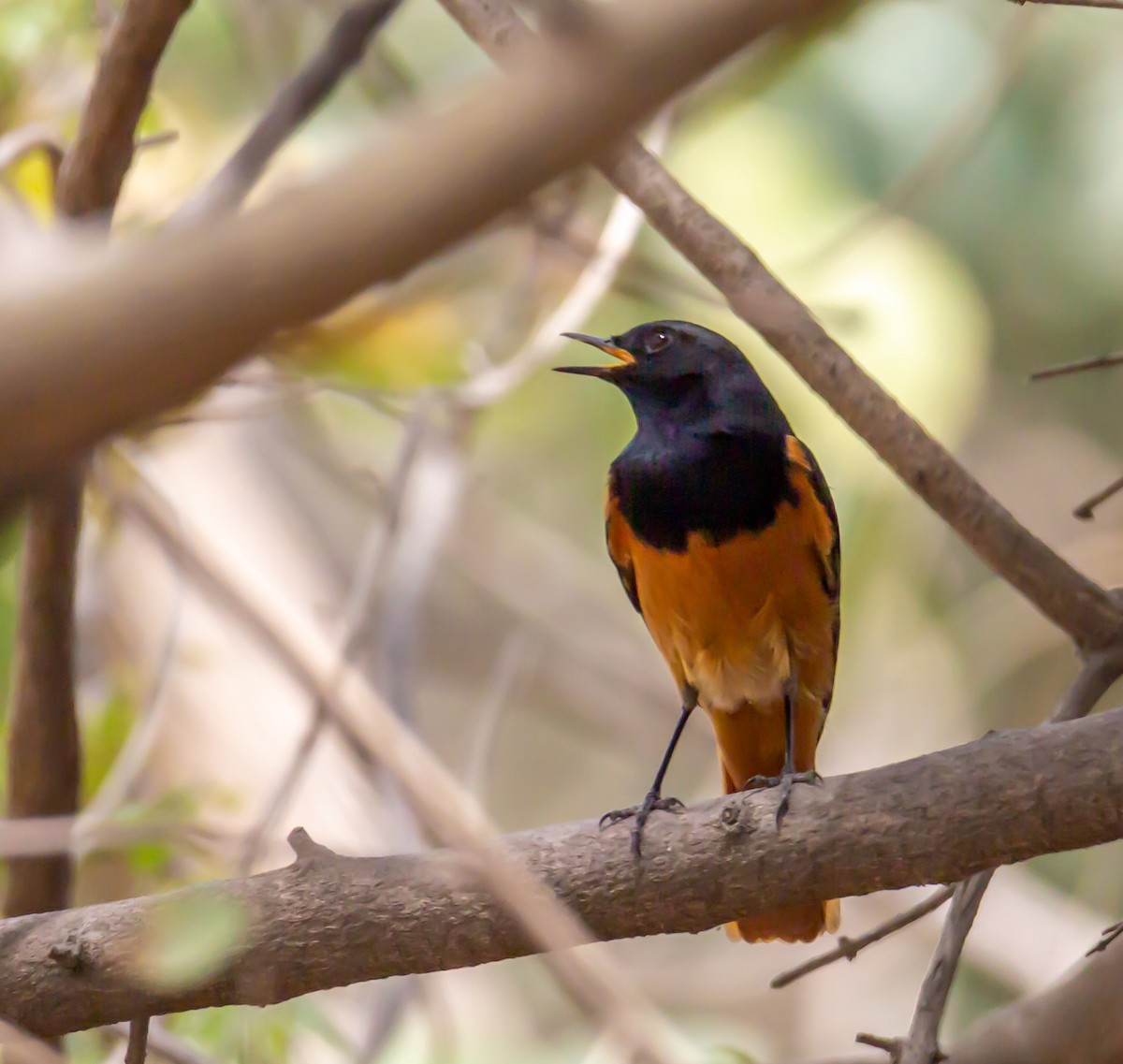 Black Redstart - ML151157691