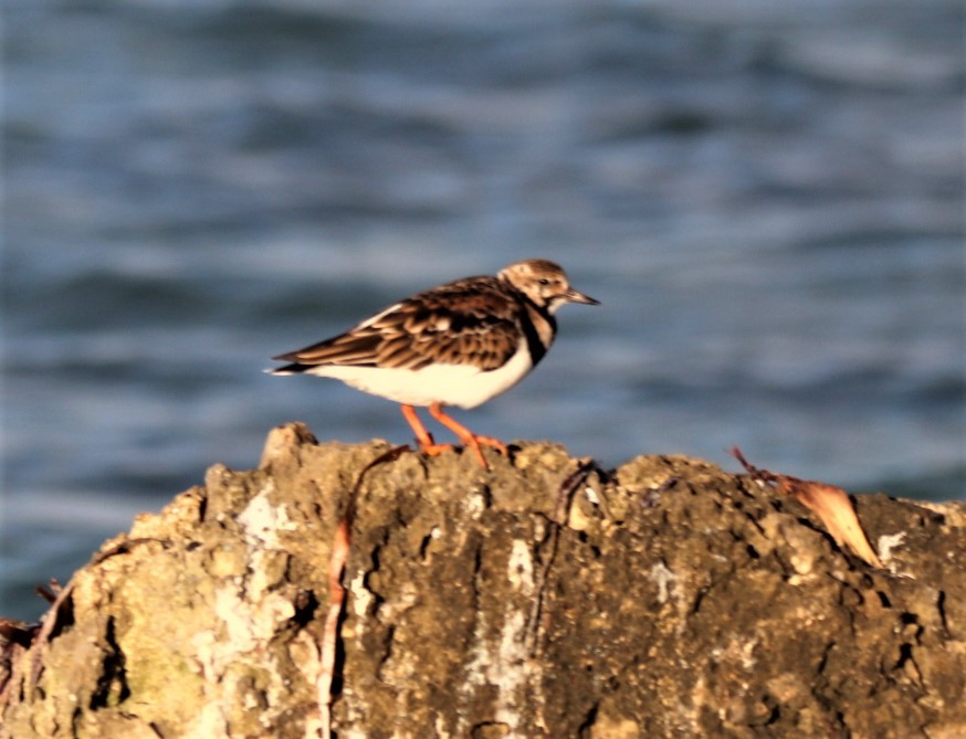 Ruddy Turnstone - ML151158081