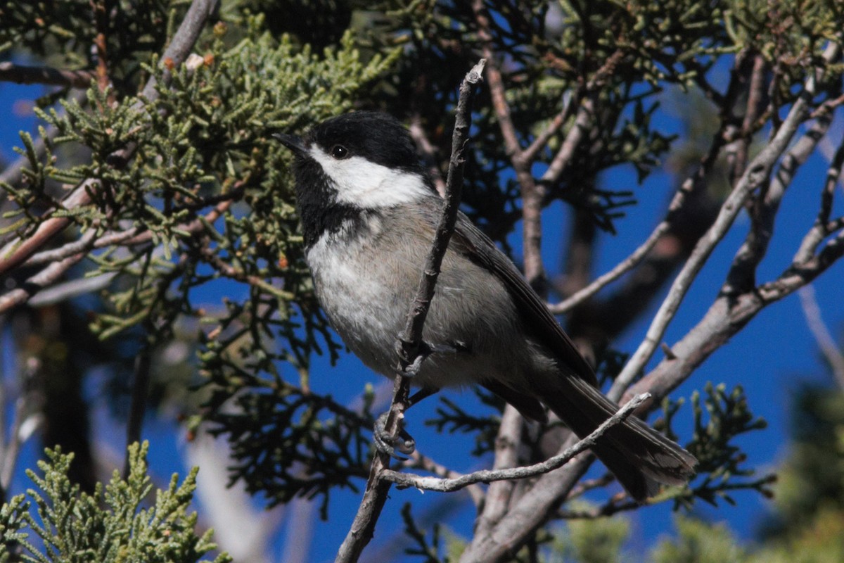 Mexican Chickadee - Kurt Ongman