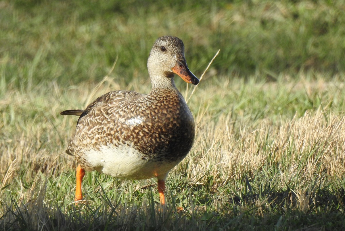 Gadwall - ML151158541