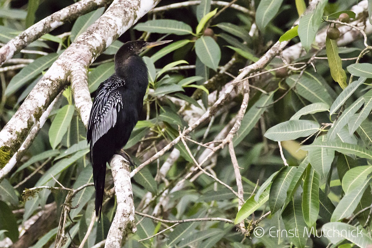 Anhinga Americana - ML151159221