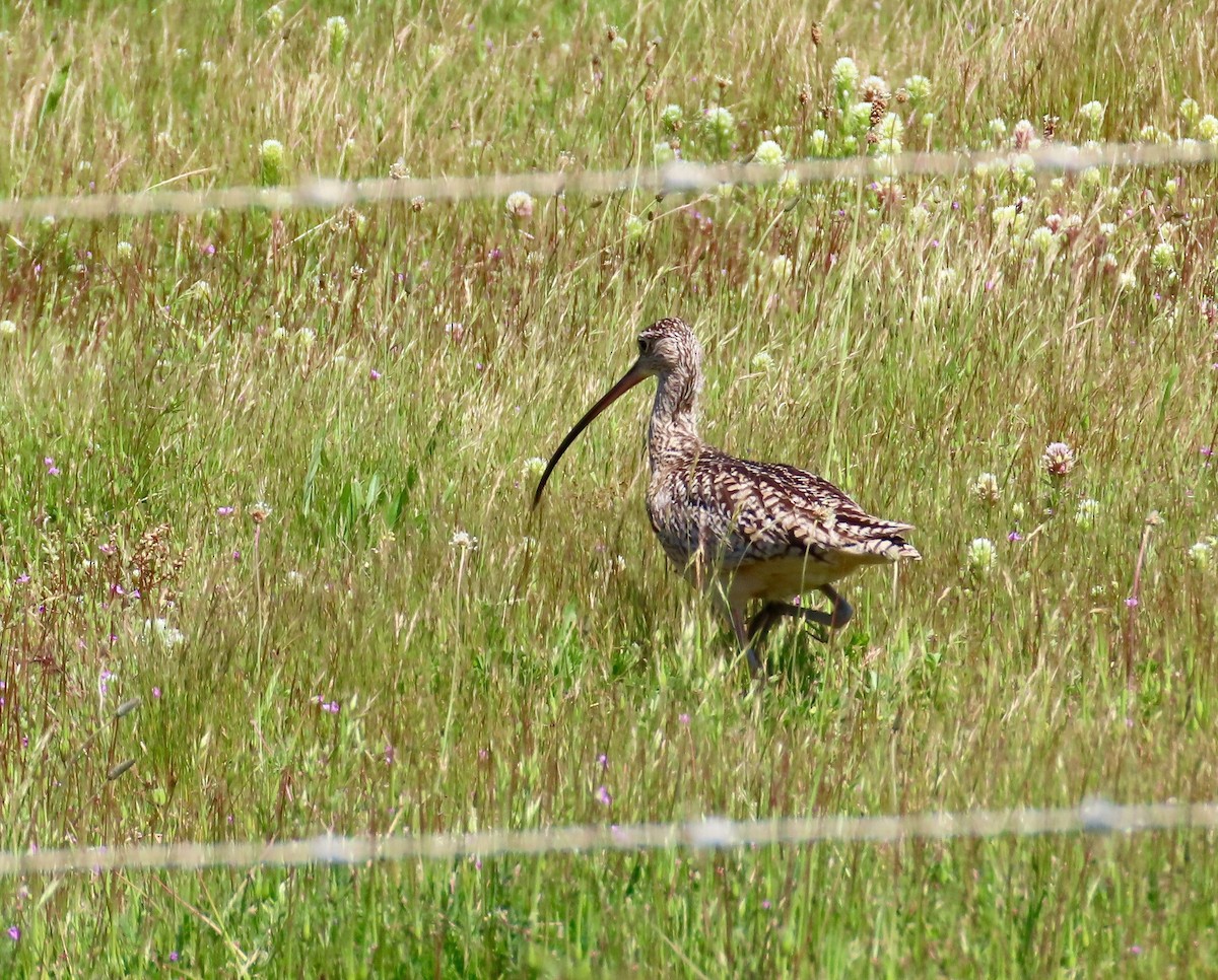 Long-billed Curlew - ML151159581