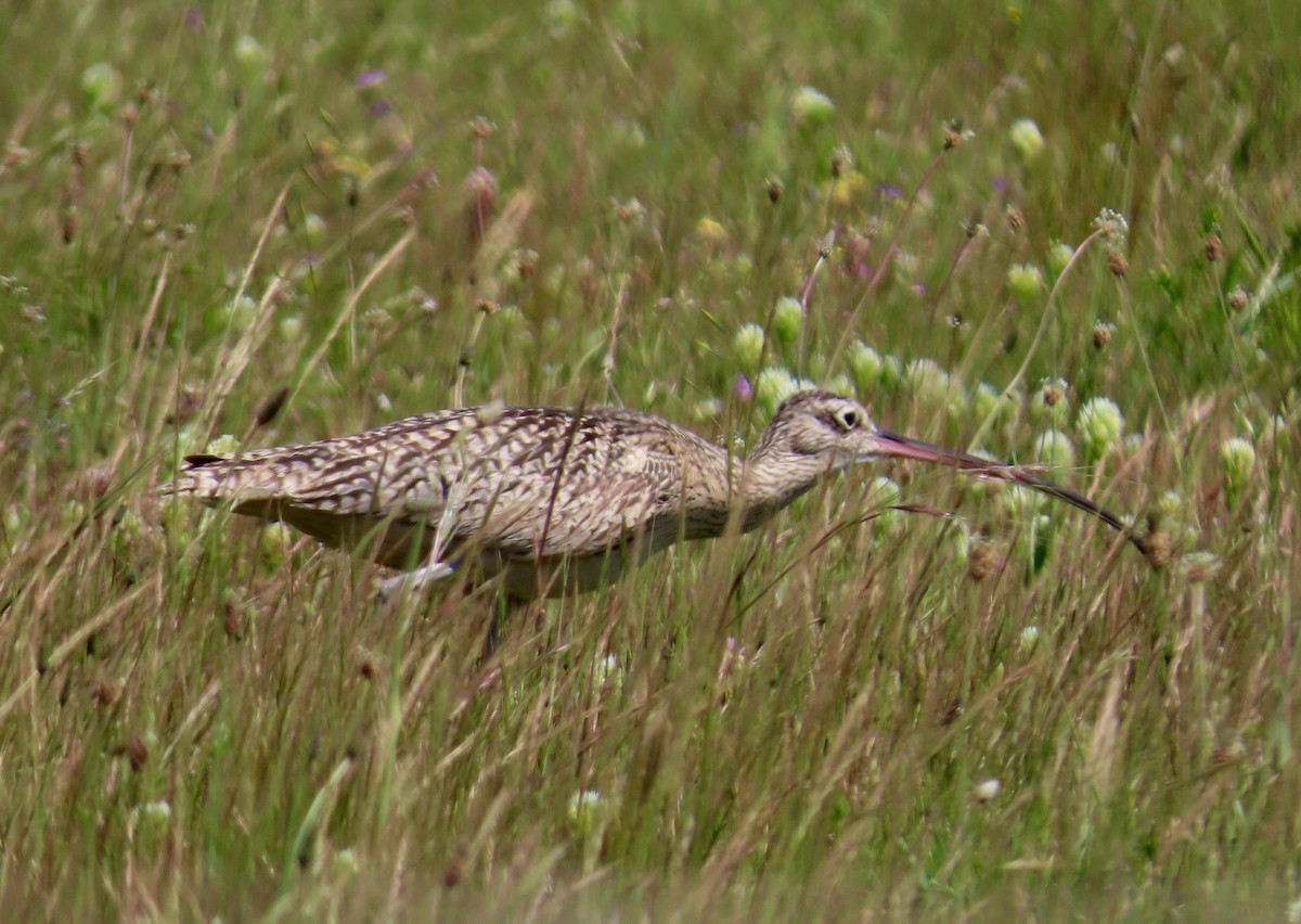 Long-billed Curlew - ML151159591