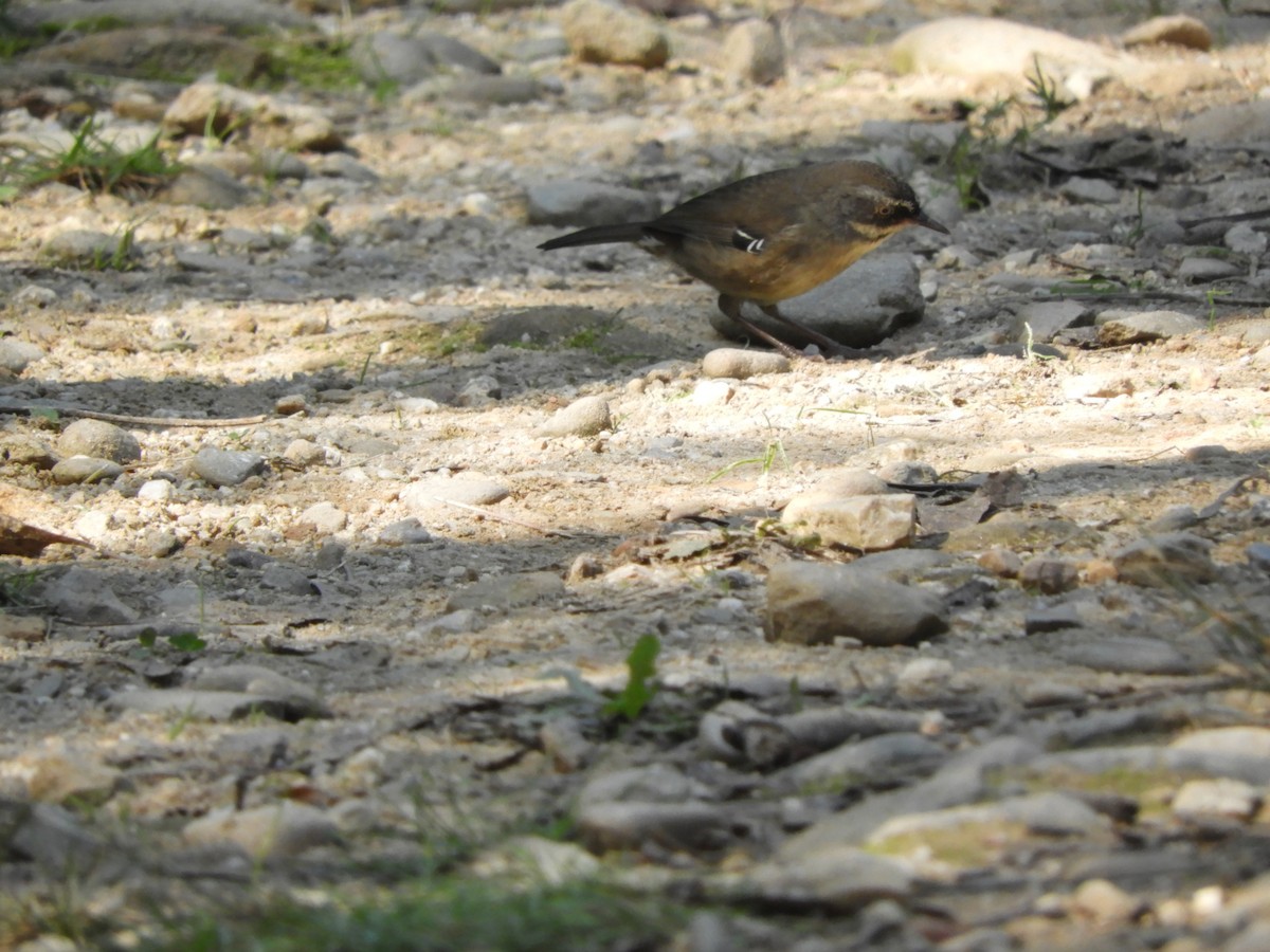 White-browed Scrubwren - ML151159771