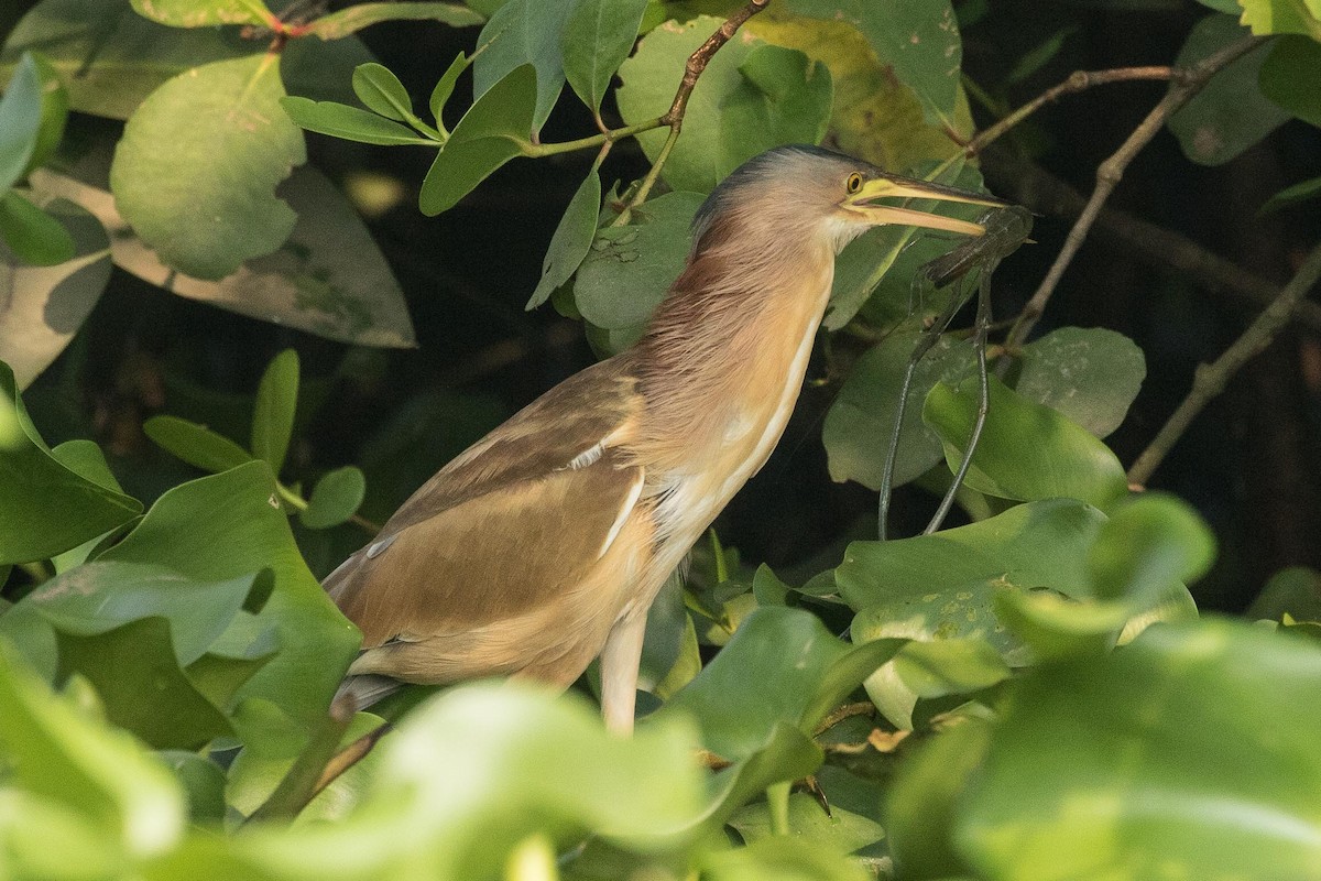 Yellow Bittern - ML151159841