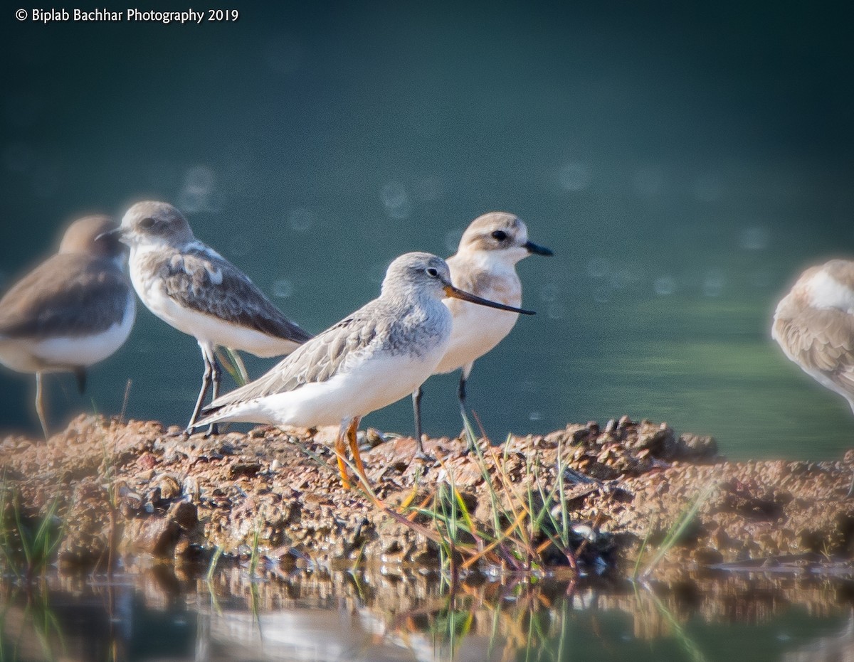 ソリハシシギ - ML151160031