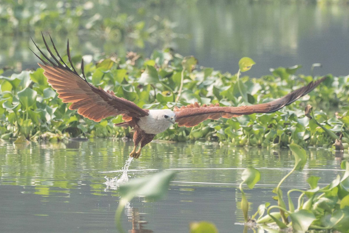 Brahminy Kite - ML151160091