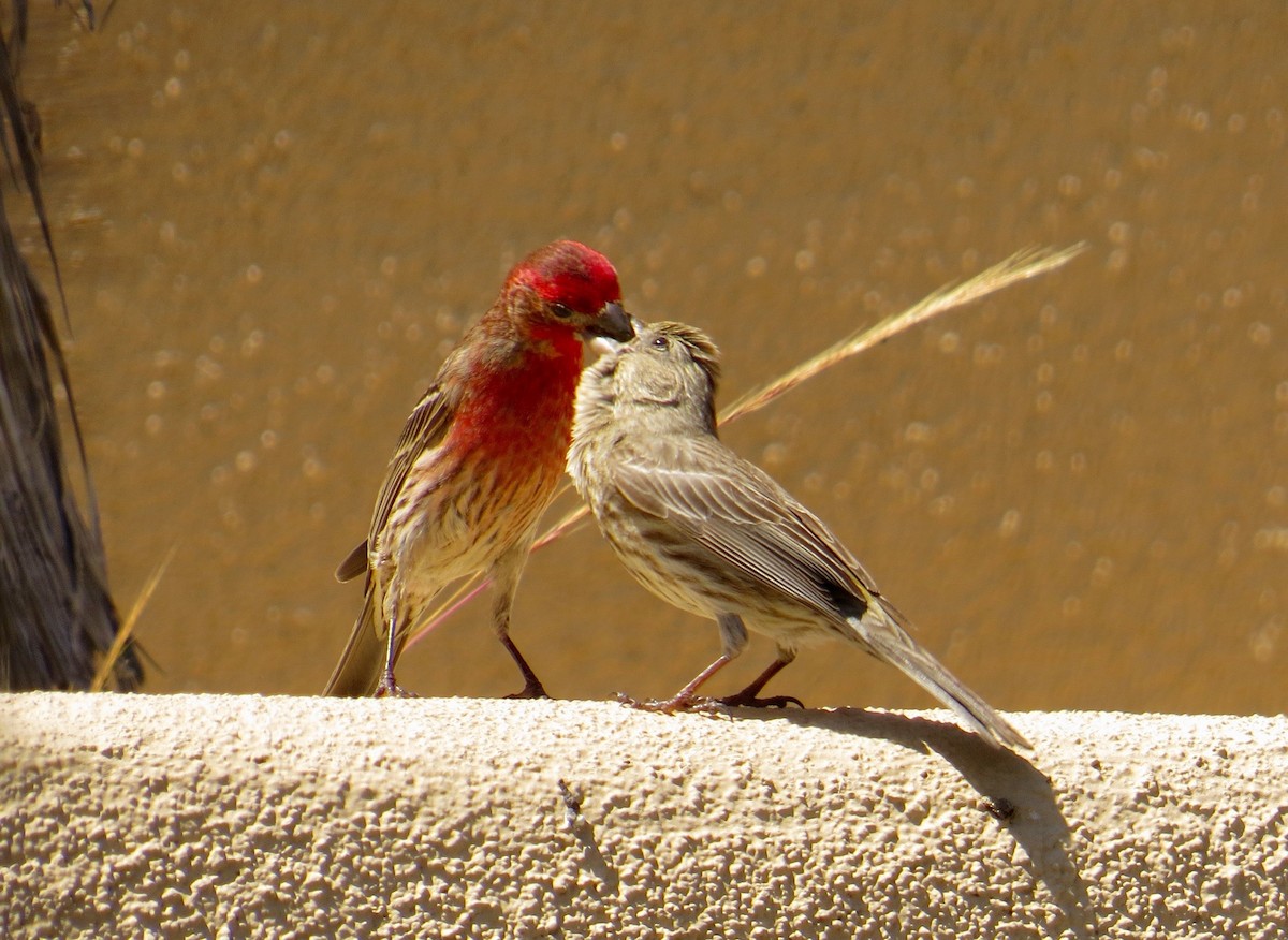 House Finch - ML151160121