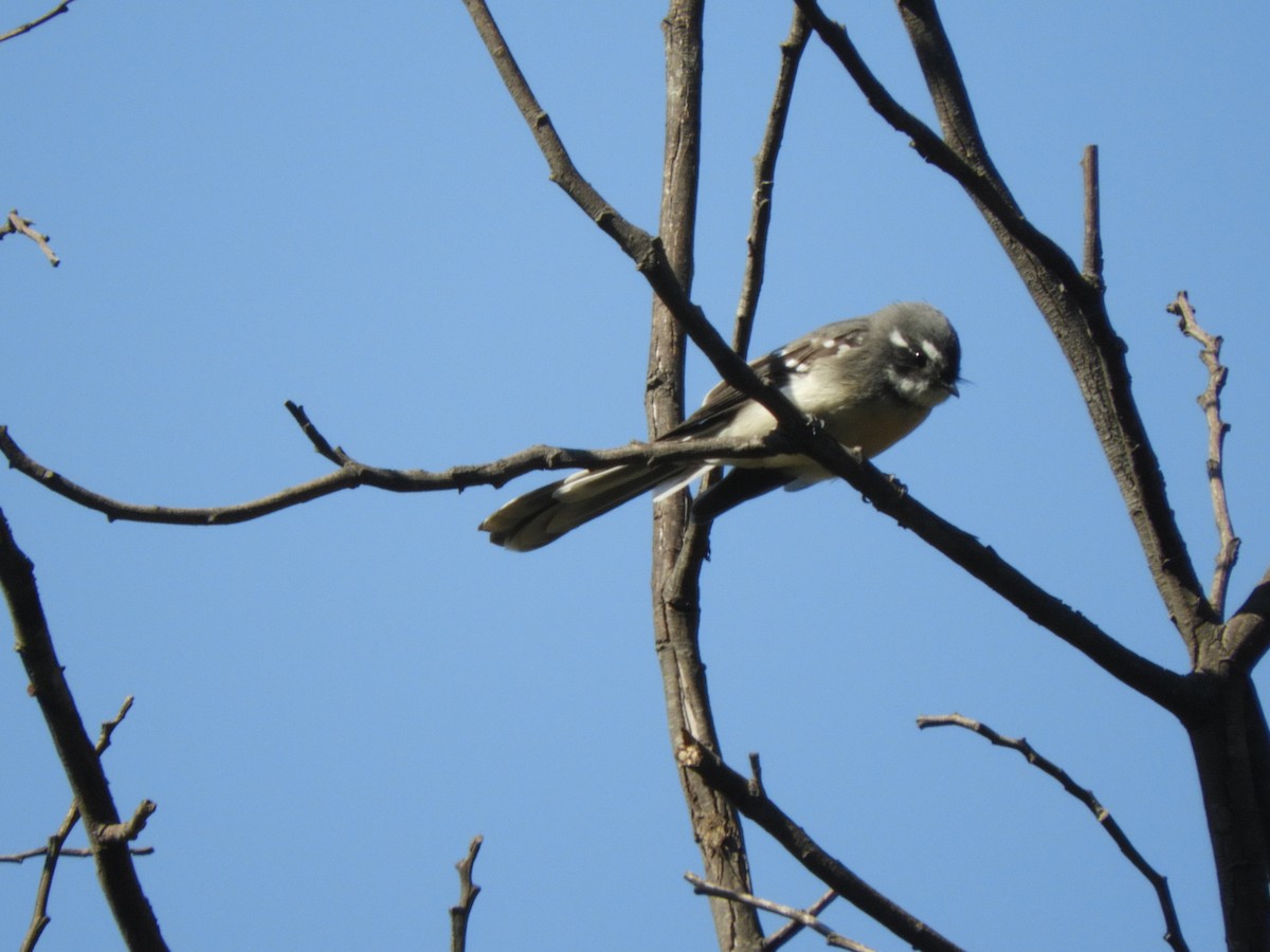 Gray Fantail - ML151160541