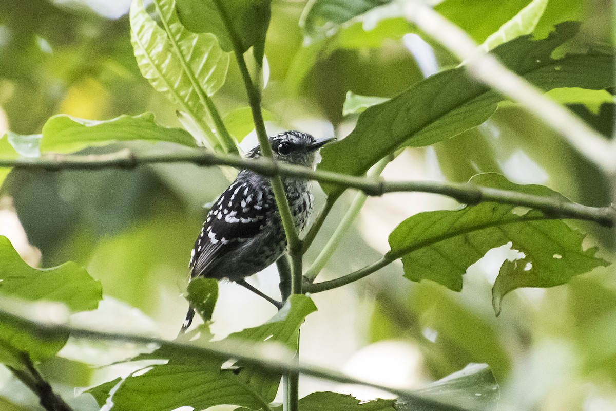 Scaled Antbird - ML151161071