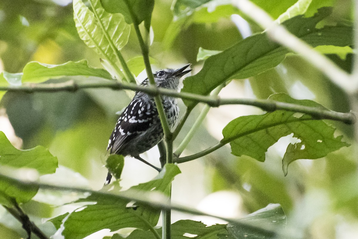 Scaled Antbird - ML151161081