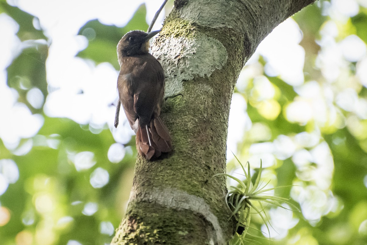 Plain-winged Woodcreeper - ML151161121