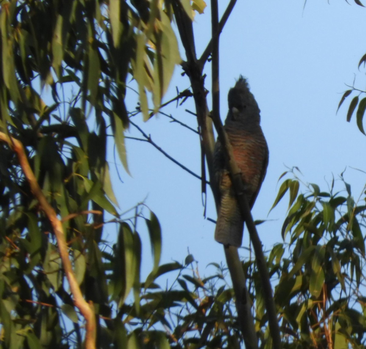 Gang-gang Cockatoo - ML151161381