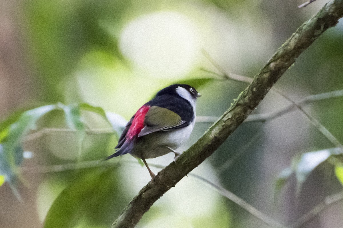 Pin-tailed Manakin - ML151161411