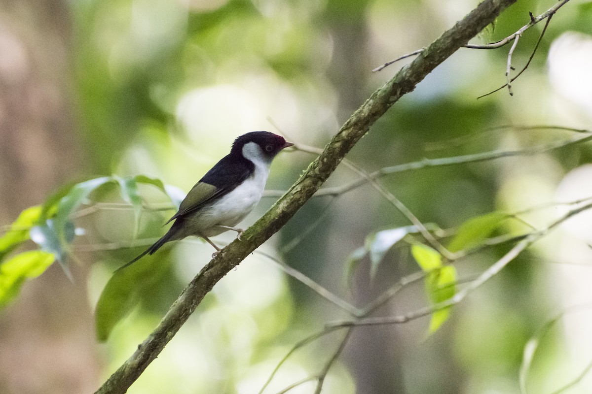 Pin-tailed Manakin - ML151161421