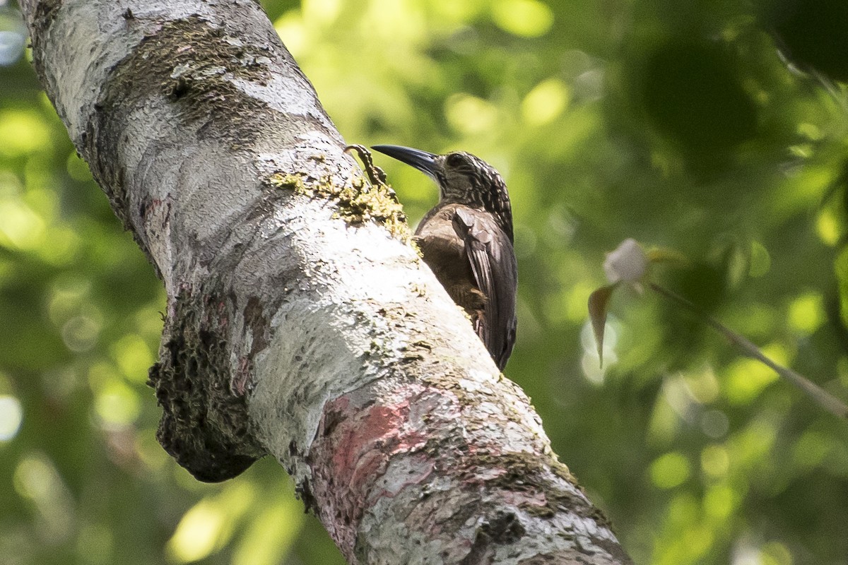 White-throated Woodcreeper - ML151161511