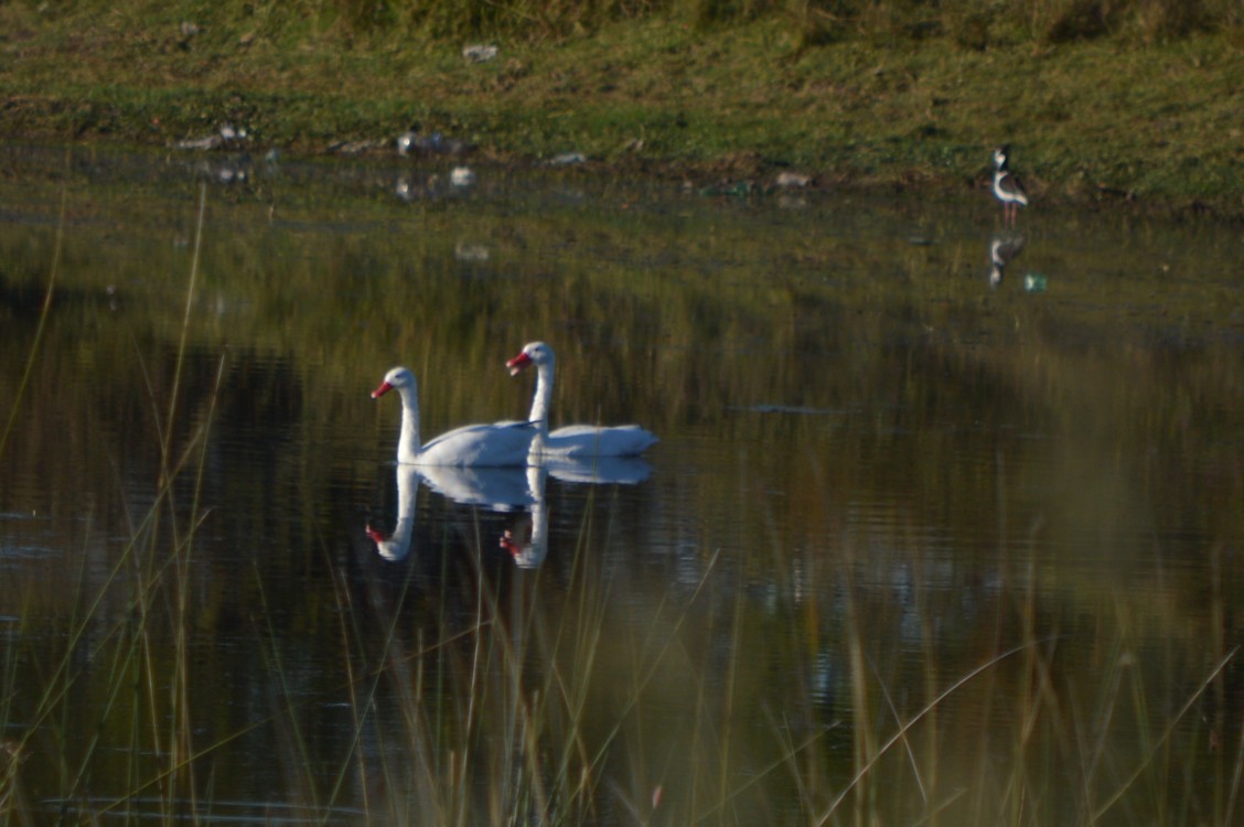 Coscoroba Swan - silvia sokolovsky