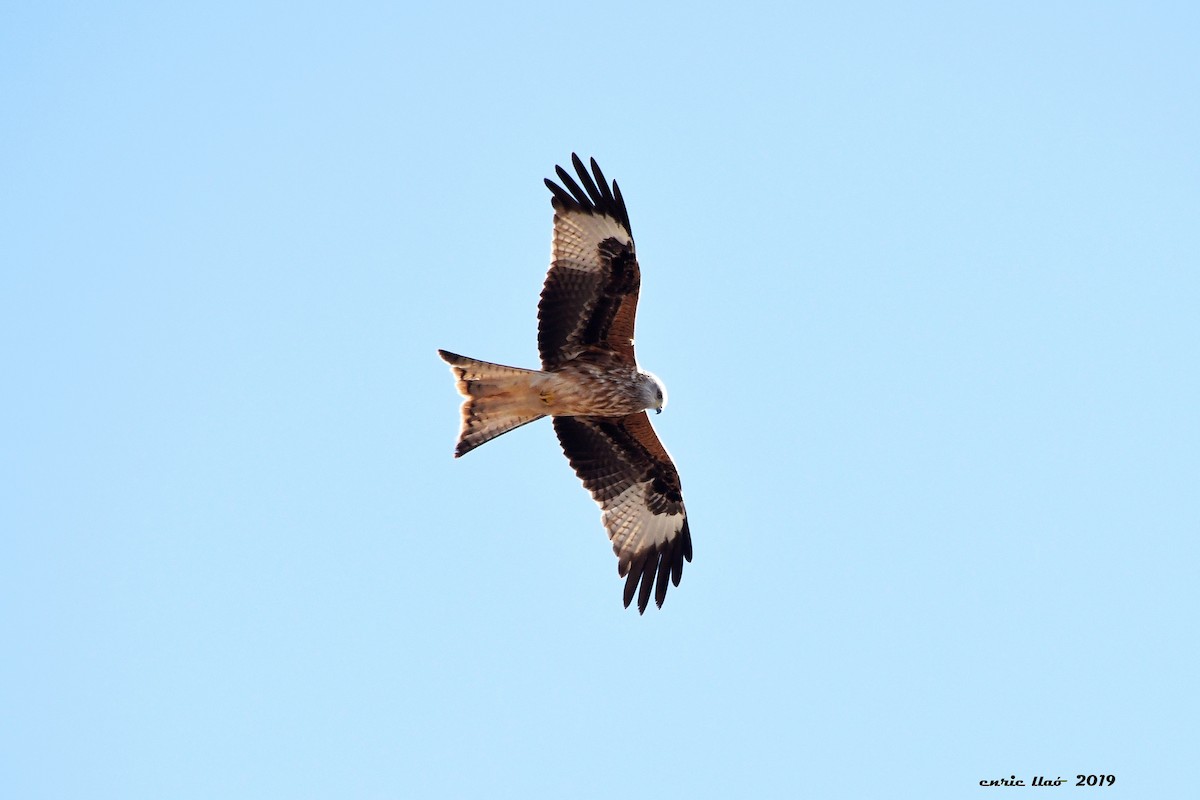 Red Kite - Enrique Llao Sanchez