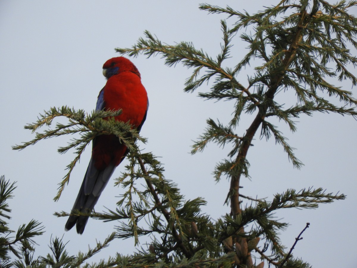 Crimson Rosella - Becky Kitto