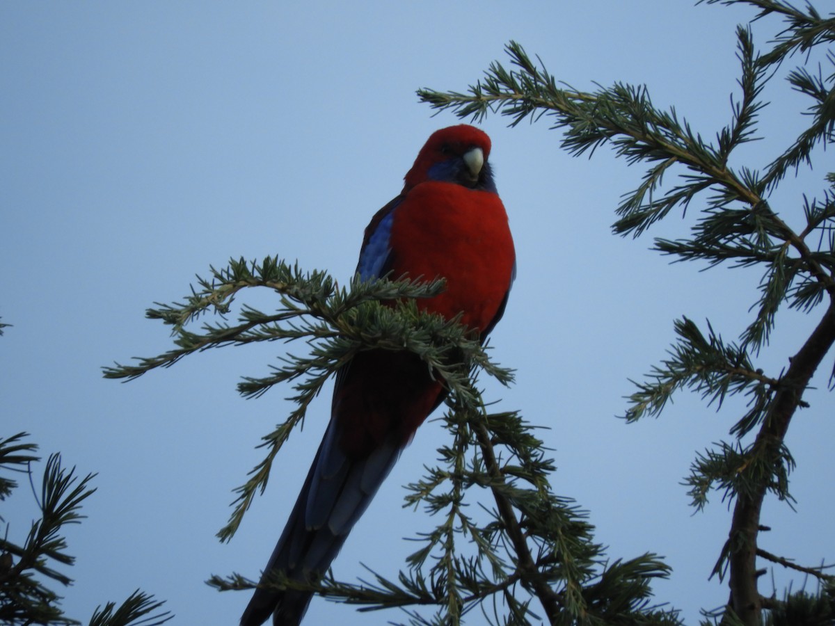 Crimson Rosella - Becky Kitto