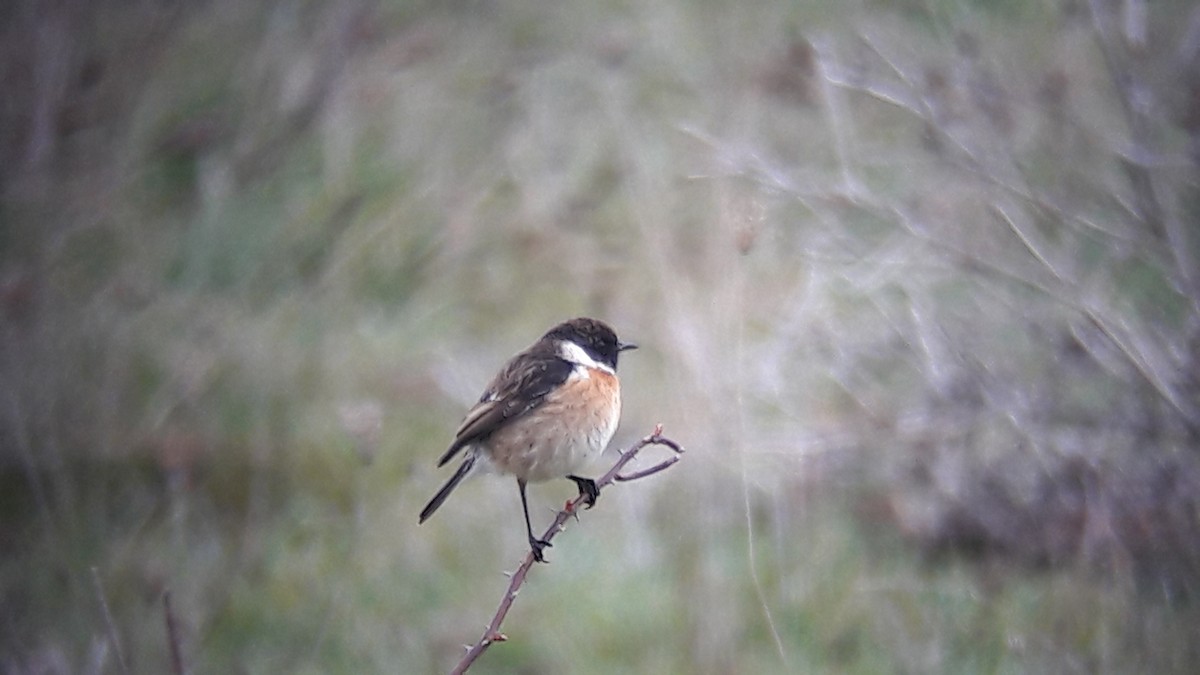 European Stonechat - ML151162741