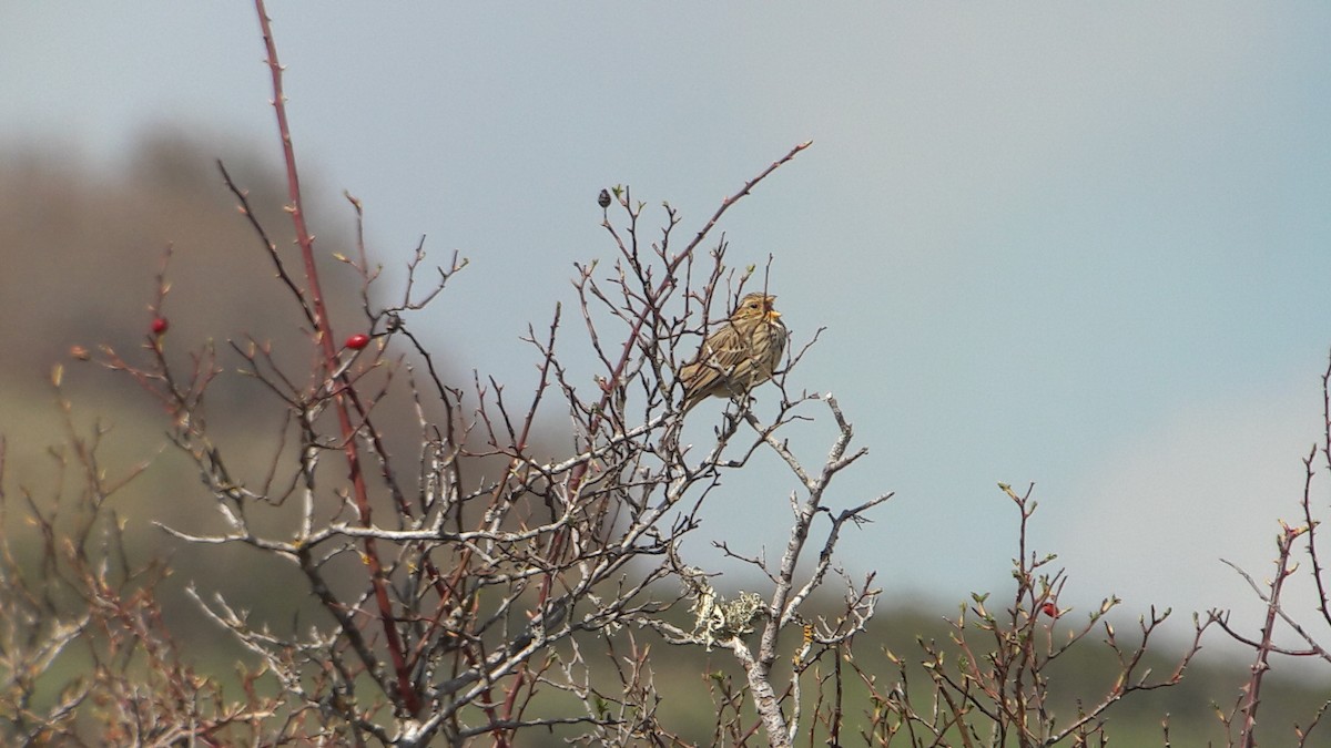 Corn Bunting - Javier Morala/MCBirding.com