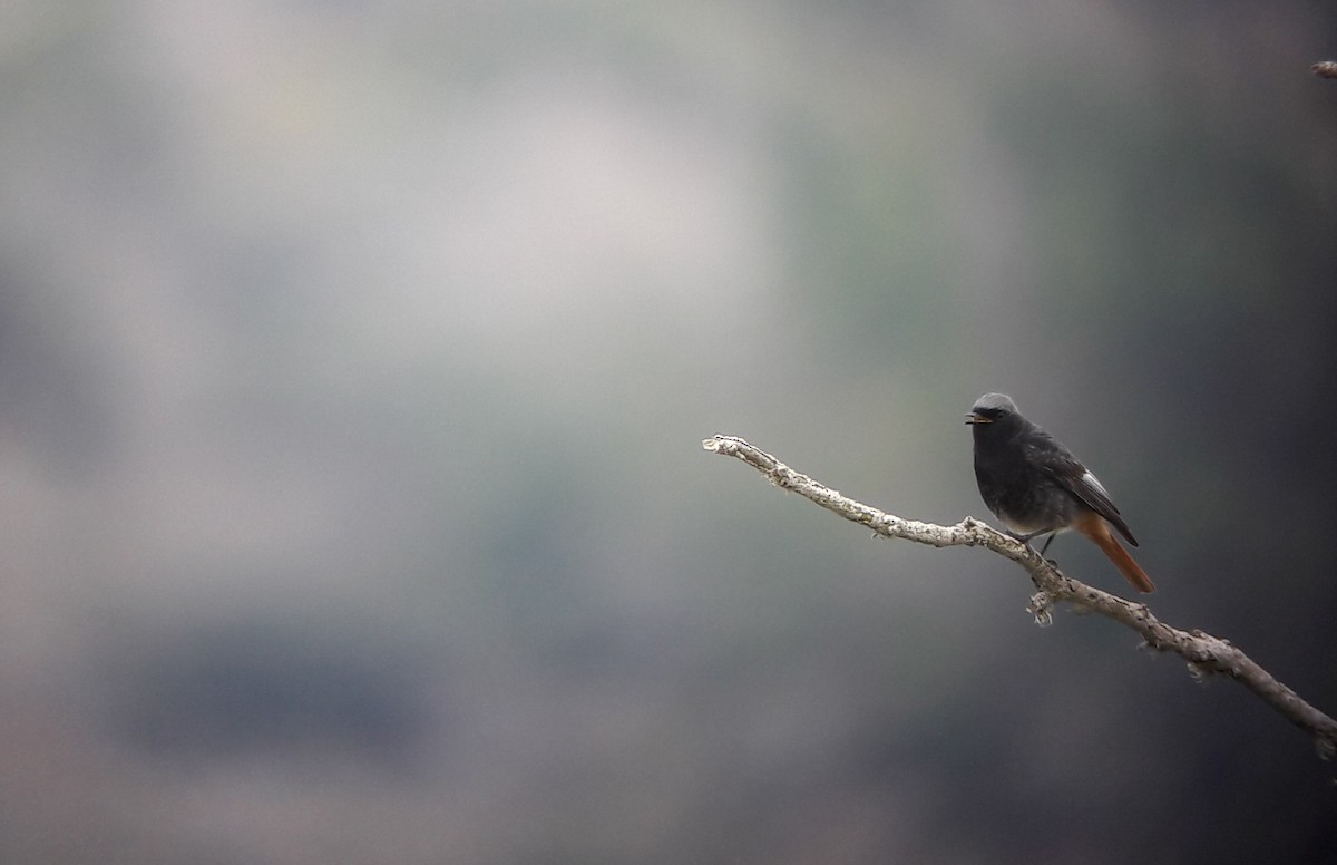 Black Redstart - ML151162851