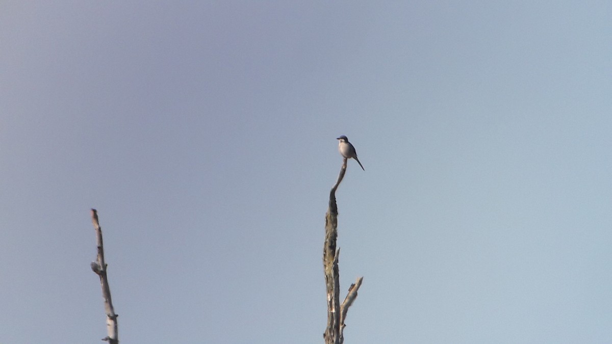 Iberian Gray Shrike - ML151162881