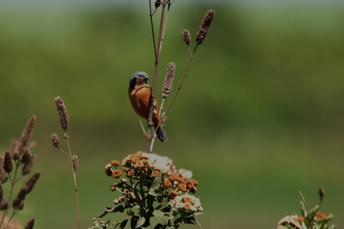 Dark-throated Seedeater - ML151163081