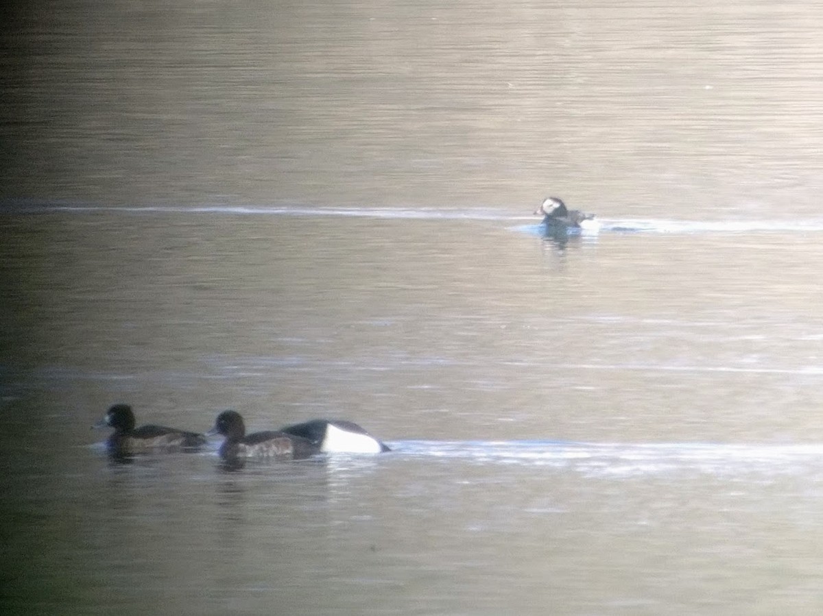 Long-tailed Duck - ML151164371