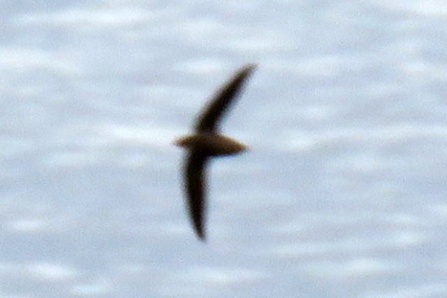 Chimney Swift - ML151165511