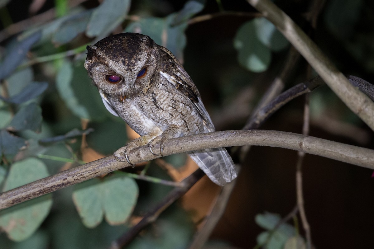 Сплюшка бангладеська - ML151166921