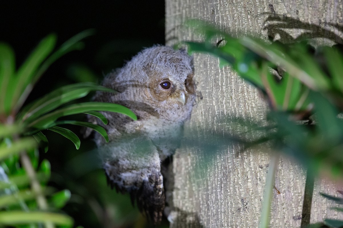 Collared Scops-Owl - ML151167241