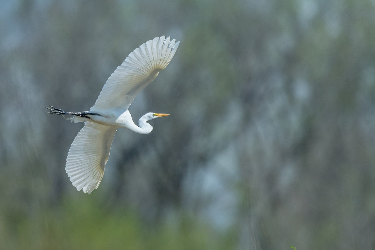 Great Egret - mark kraus