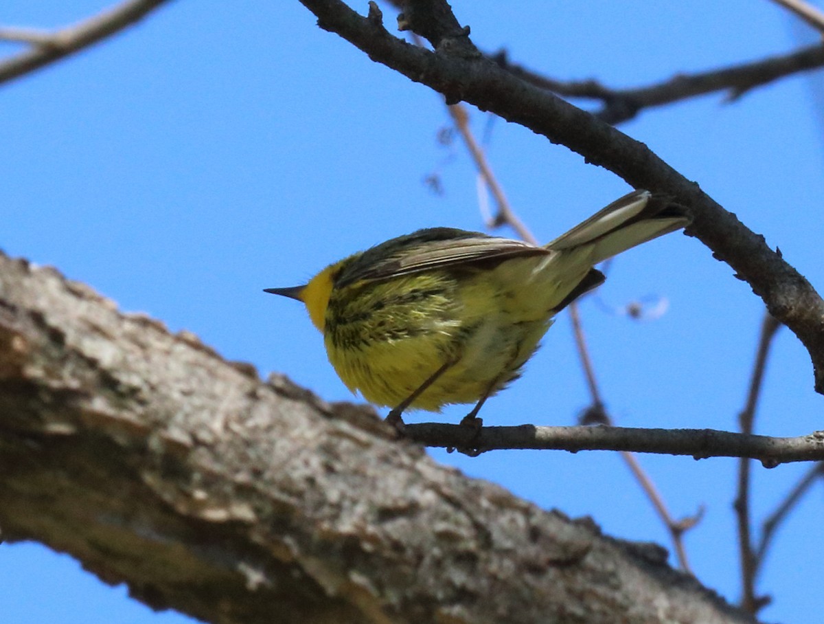 Prairie Warbler - ML151167991