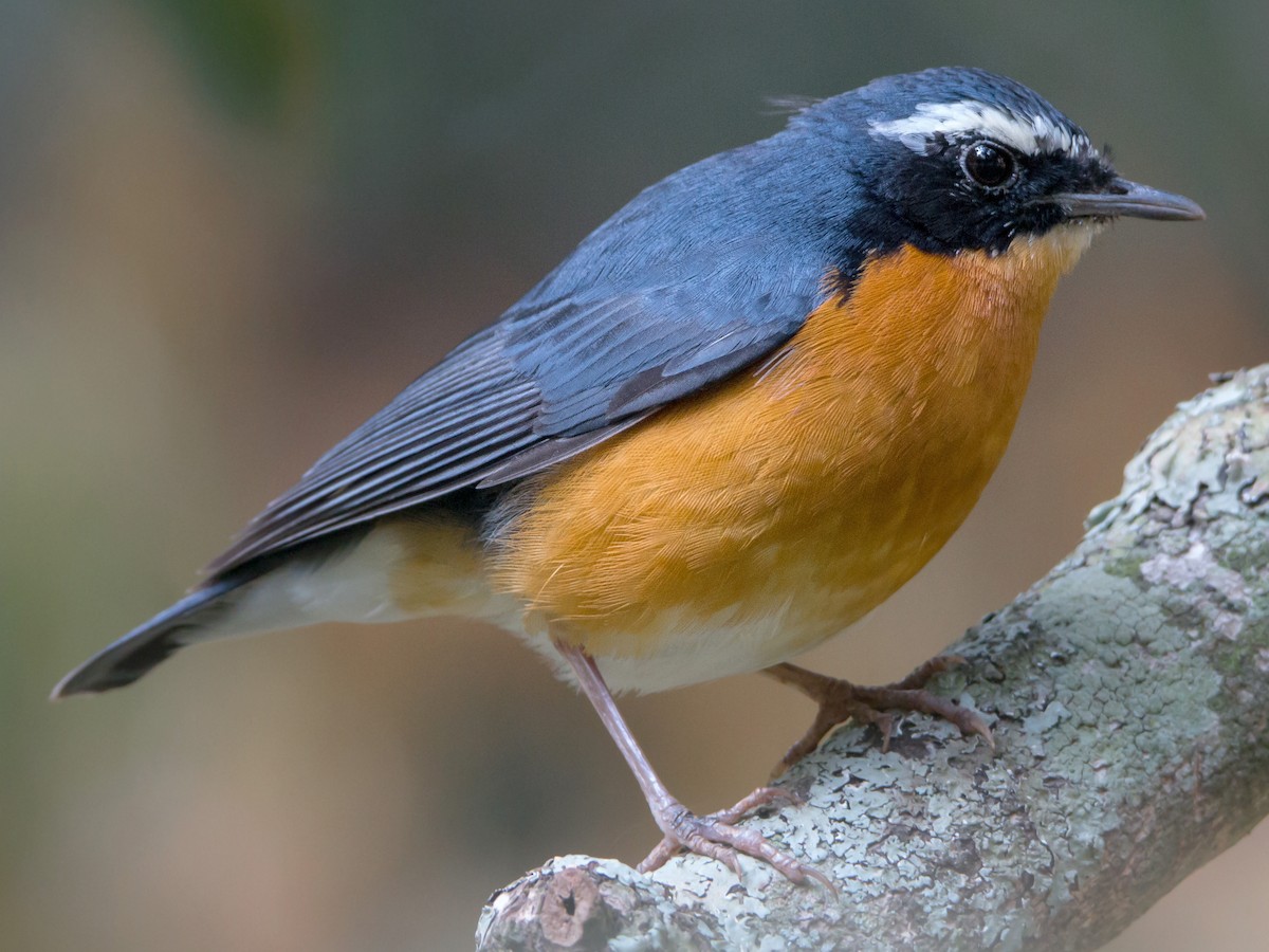 Indian Blue Robin - eBird