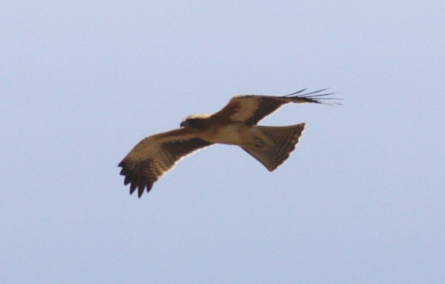 Австралийский орёл-карлик - ML151168991