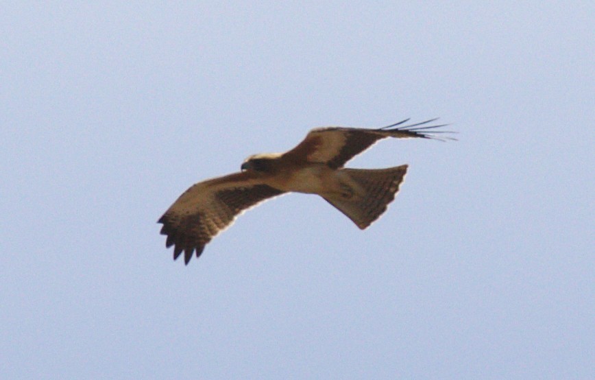 Águila Chica - ML151168991