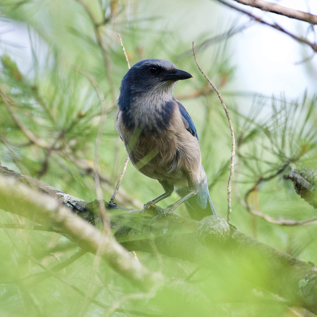 Florida Scrub-Jay - ML151169221