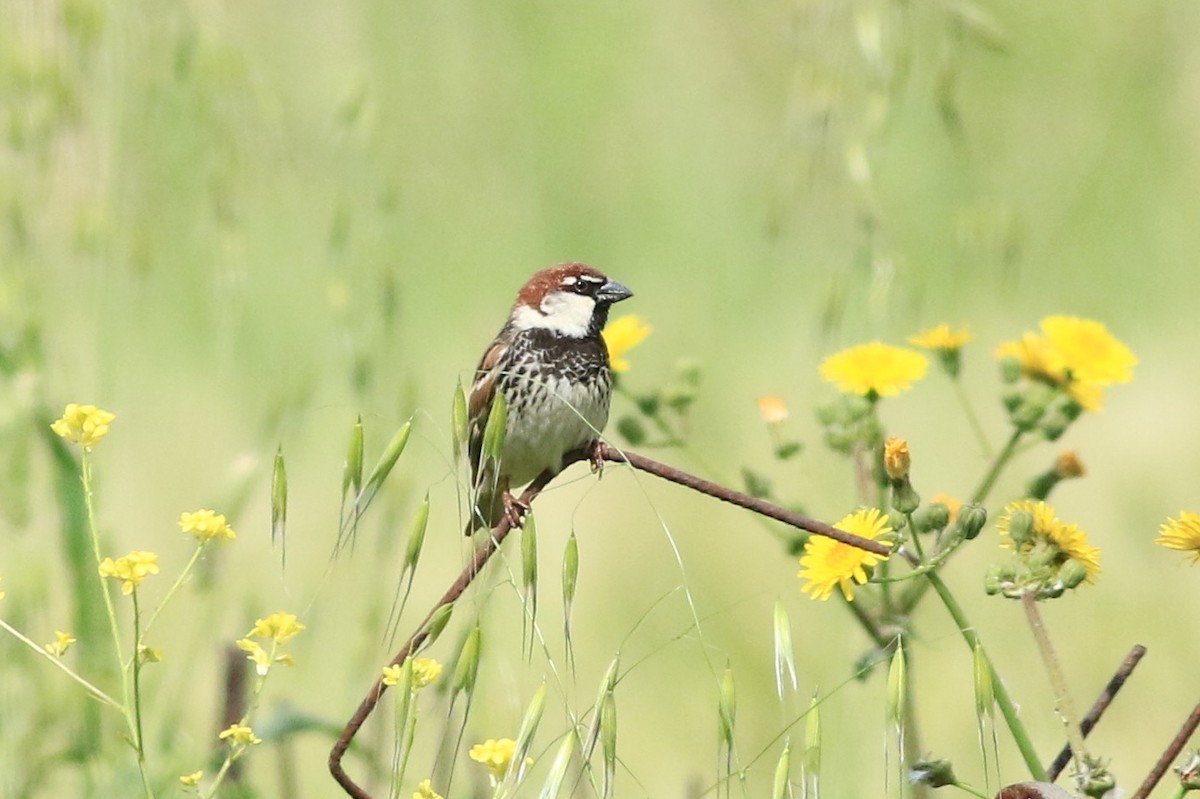 Spanish Sparrow - ML151169391