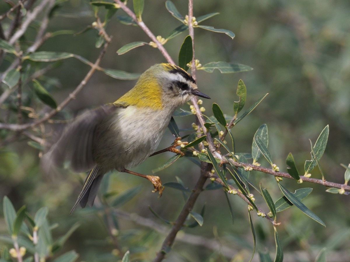 Common Firecrest - ML151169411