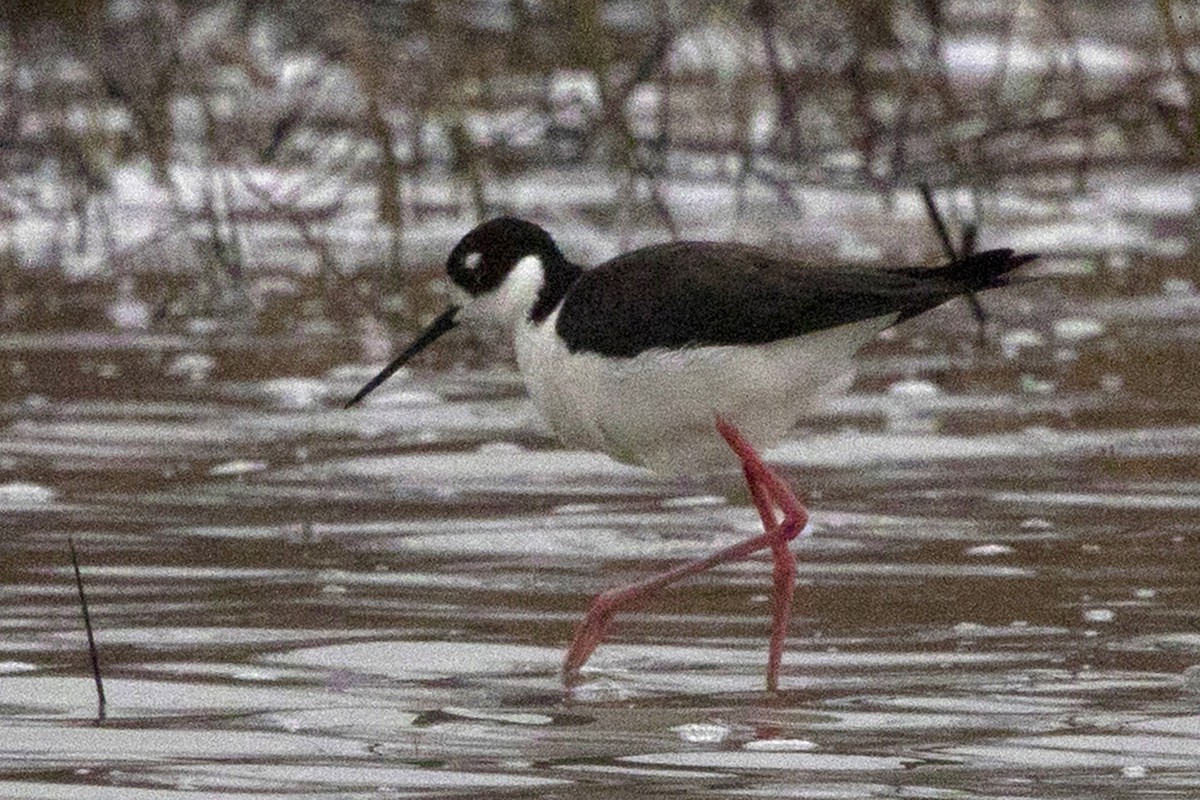 Schwarznacken-Stelzenläufer - ML151169711