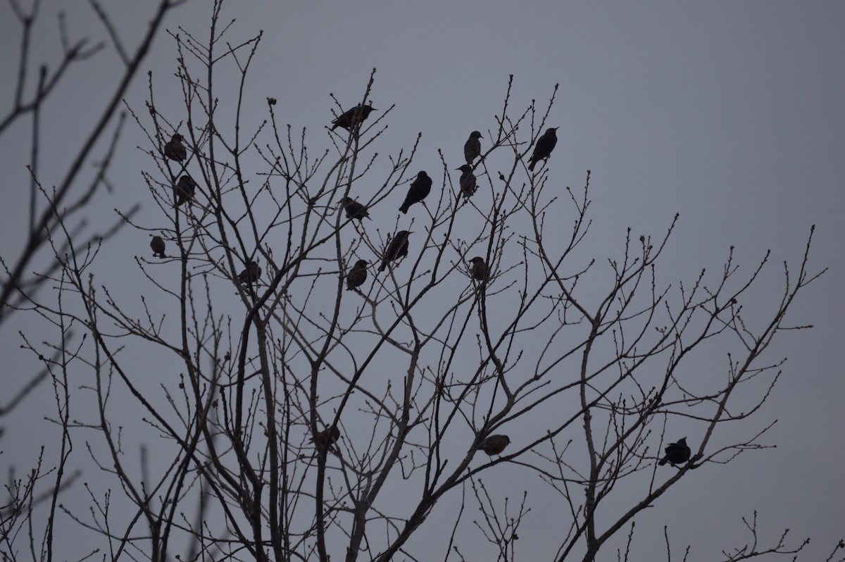 European Starling - ML151170121