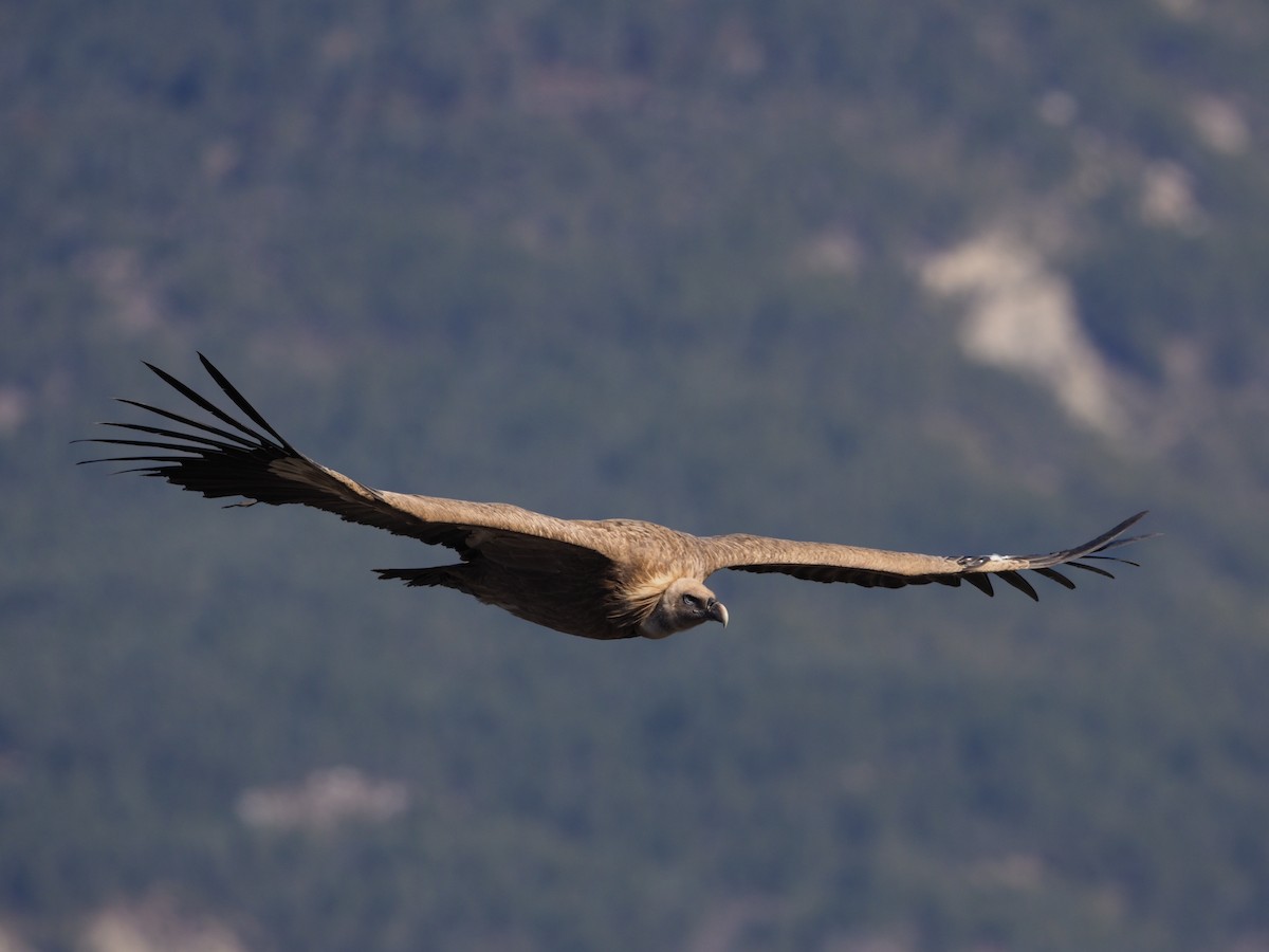 Eurasian Griffon - Marc Choisy