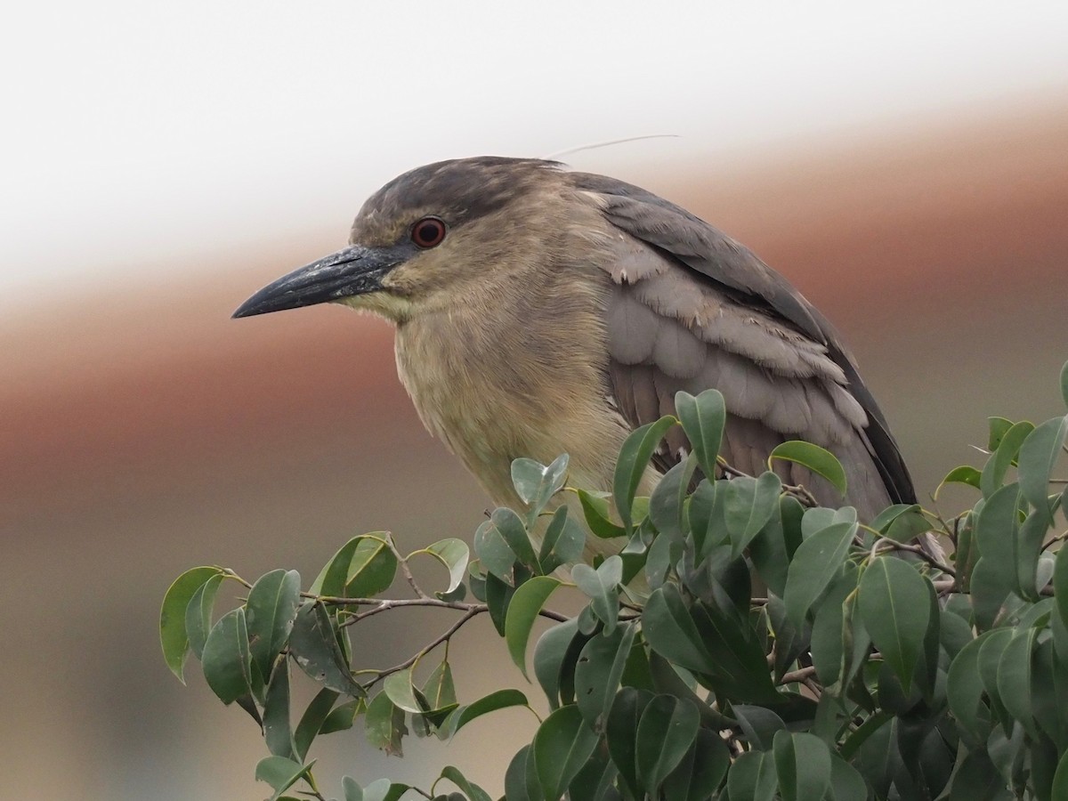 Black-crowned Night Heron - Marc Choisy