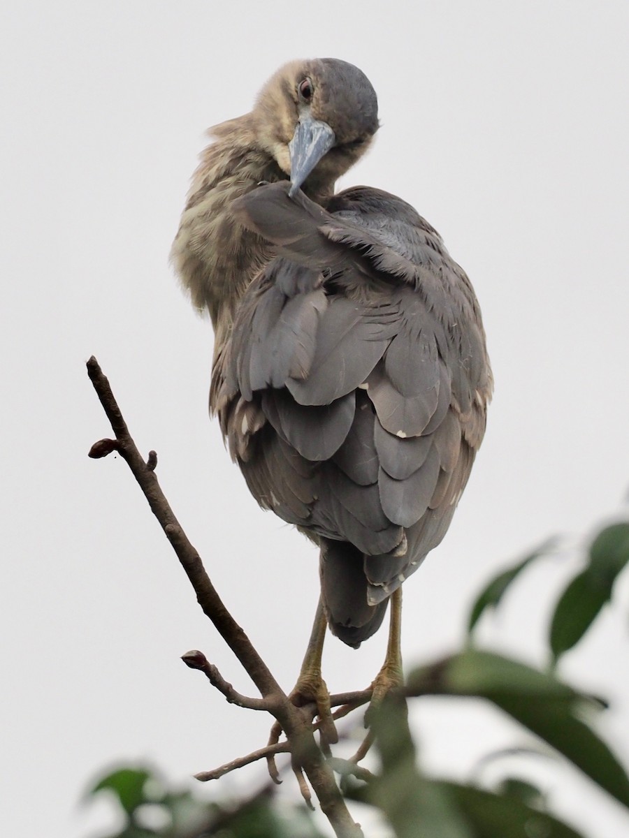 Black-crowned Night Heron - Marc Choisy