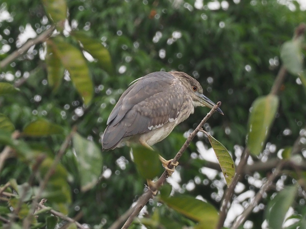 Black-crowned Night Heron - Marc Choisy